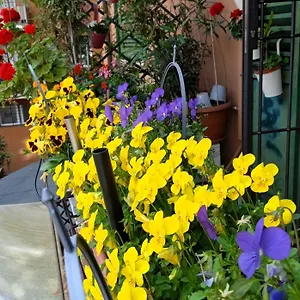 Casa Il Gelsomino Apartament